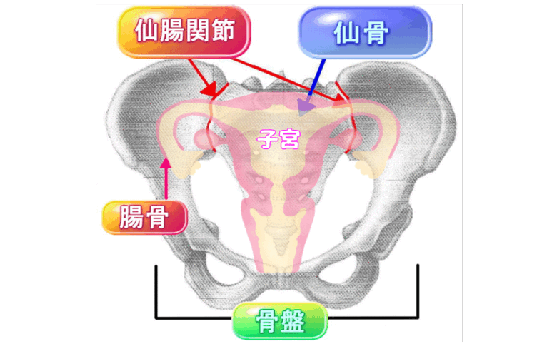 更年期ケアに大切な骨盤の仙腸関節と子宮の位置関係を分かりやすく示したイラスト図